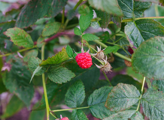 The last raspberries berries during this autumn.
