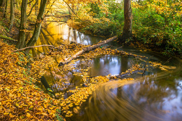 Jesień nad rzeką, rzeka Moszczenica w gminie Zgierz, Rezerwat grądy nad Moszczenicą - obrazy, fototapety, plakaty