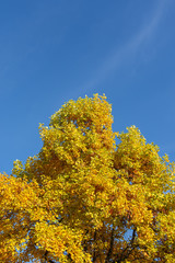 colorful autumn leaves againt blue sky.