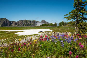 Obraz premium Blumenwiese eingerahmt von Baum und Bergkette im Hintergrund im Mt. Rainier National Park, Washington, USA