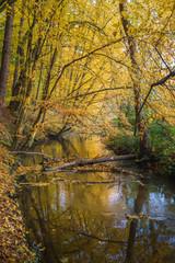 Rzeka w jesiennym lesie. Rezerwat przyrody Grądy nad Moszczenicą, w  gminie Zgierz, Polska