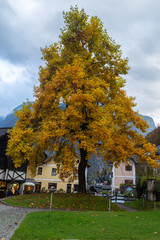 Naklejka premium View of tree on autumn season leaf on the town of Hallstatt Province, Austria