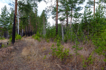 Fototapeta premium Autumn forest in Russia, pine, birch
