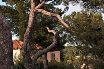 les pins de Cézanne