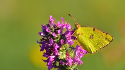 Colias hyale  485
