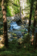 Wilder Gebirgsbach mit Wasserfall umrahmt von Bäumen im Mt. Rainier National Park, Washington, USA