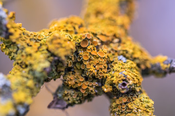 Flechten am Ast im Herbst