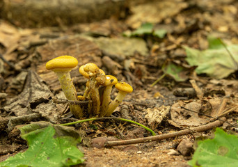 Mushrooms on the Forest Floor