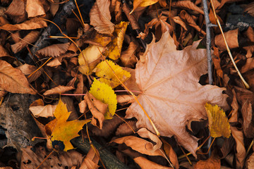 colorful red orange autumn leaves close up