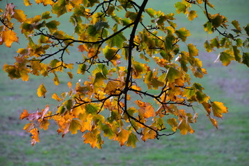 Herbstlaub beim Ahorn