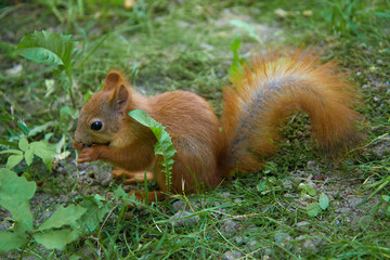 Red squirrel close-up