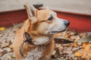 Red dog of Corgi breed for a walk on a leash in the city. The life of dogs in cities. 