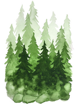 Watercolor green pine trees. Christmas and New Year illustration