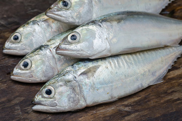 Fresh Sport-Bodied Mackerel for Cooking.