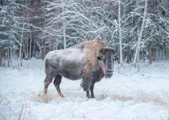 Yakut Bison reaches 2.5-3 meters in length and up to 2 meters in height. Thick coat of his gray-brown color, black-brown on the head and neck. The front of the body is covered with longer hair.