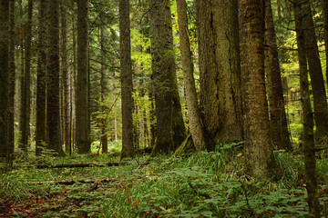 Green forest nature.