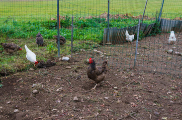 Group of motley village hens, in the yard for a walk