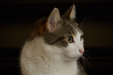 Portrait of housecat