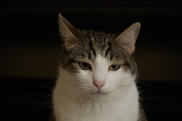 Portrait of housecat