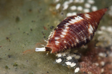 Sea snail Mitra ferruginea with eggs. Picture was taken in Lembeh strait, Indonesia