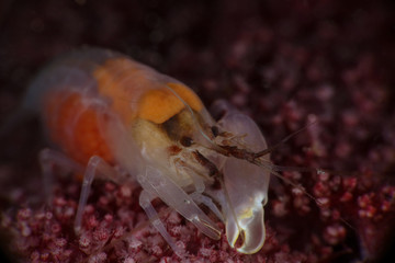 Snapping shrimp  (Synalpheus neomeris) with eggs. Picture was taken in Lembeh strait, Indonesia