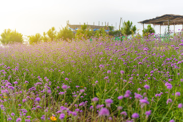 Violet verbena flowers on blurred background with sunshine in the morning