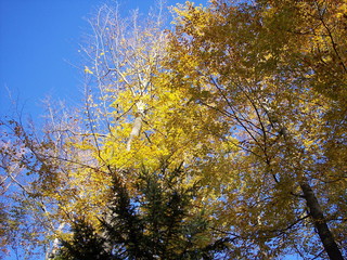 Fototapeta premium Blätterdach 3