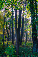 Fototapeta premium Autumn forest nature. Vivid morning in colorful forest with sun rays through branches of trees. Scenery of nature with sunlight