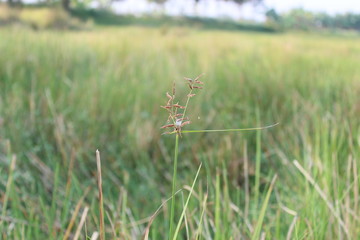 grass in the field