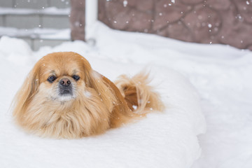 Dog collapses in snow. Red pekingese dog on a walk at winter time, dog owner problems with his pets 
