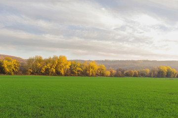 Fototapeta premium autumn landscape with wheat field and blue sky