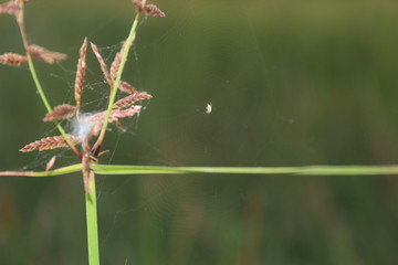 spider on a leaf