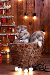 Fototapeta na wymiar Japanese Akita-inu, akita inu dog puppys sits on a the New Year's background