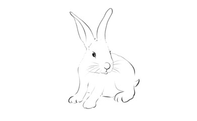 beautiful rabbit illustration