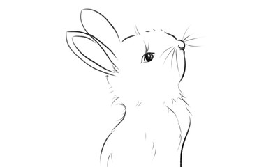 beautiful rabbit illustration