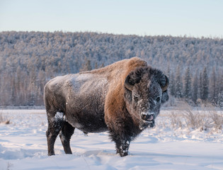 Yakut Bison reaches 2.5-3 meters in length and up to 2 meters in height. Thick coat of his gray-brown color, black-brown on the head and neck. The front of the body is covered with longer hair.
