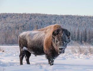 Stof per meter Yakut Bison bereikt een lengte van 2,5-3 meter en een hoogte tot 2 meter. Dikke vacht van zijn grijsbruine kleur, zwartbruin op het hoofd en de nek. De voorkant van het lichaam is bedekt met langer haar. © mikhail cheremkin