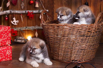 Fototapeta na wymiar Japanese Akita-inu, akita inu dog puppys