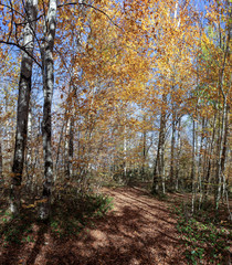 Autumn in forest the National Park.