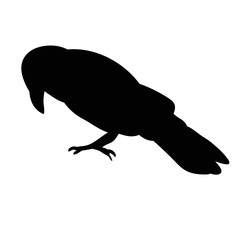  isolated silhouette of a bird, ravens