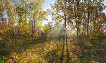 Fototapeta premium Panorama of the autumn deciduous forest
