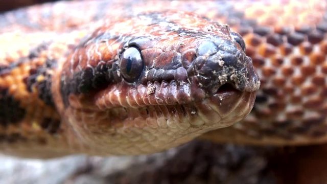 Poison Snake 4k video red head close up, exteme outdoor 