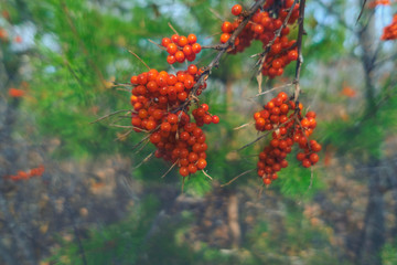 Bright colors of autumn nature, sea buckthorn berries
