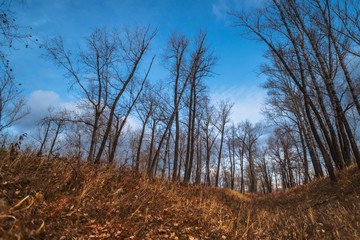 Bright colors of autumn nature, the charm of low-key beauty