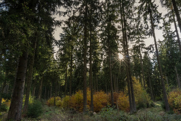 Dunkler Wald nur die Sonne gibt Licht
