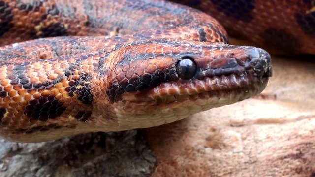 Poison Snake 4k video red head close up, outdoor