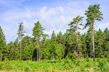 Beautiful forest background, Saaremaa island, Estonia