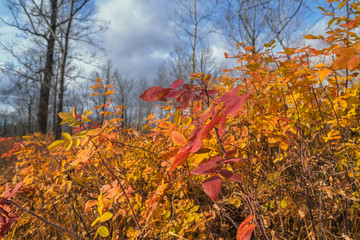 Bright colors of autumn nature, the last leaves