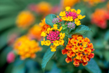 The closed up of lantana camara flowers bouquet with the green bush in the garden with the nice natural light , se;ective focus. 
