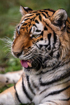 Siberian tiger. Close up image of Siberian tiger (Panthera tigris altaica), also known as the Amur tiger.